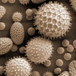 pollen